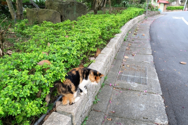 2016.4.5坪頂古圳－中社路健走46704