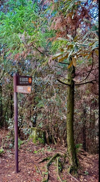 觀霧-榛山步道2926322