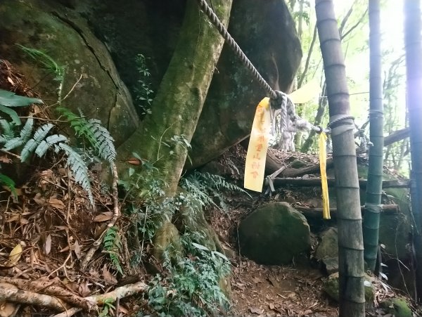 溪頭鳳凰山米堤進來回(小百岳編號053)715568