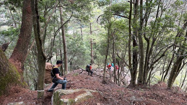 台灣最高如神般存在的大安溪倚天劍巨木探訪2747991