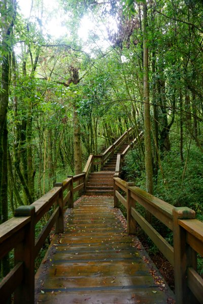 檜山巨木森林步道481604