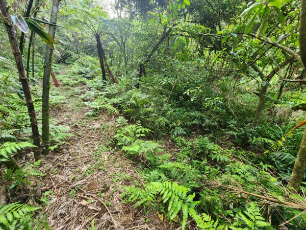 20250404雙十縱走失敗撤退改走蝙蝠山2892549