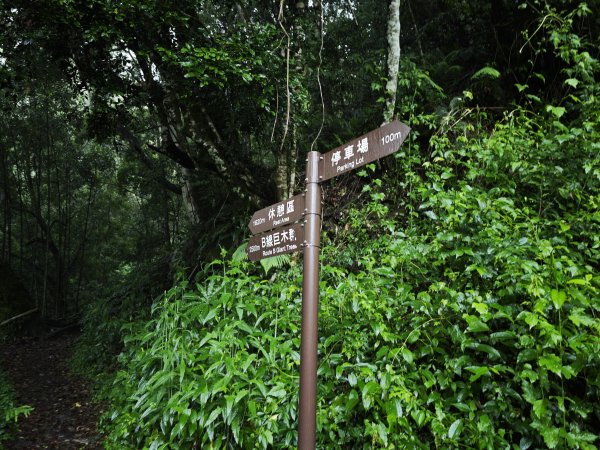 2025_0525 鎮西堡巨木群步道（B區）2797698