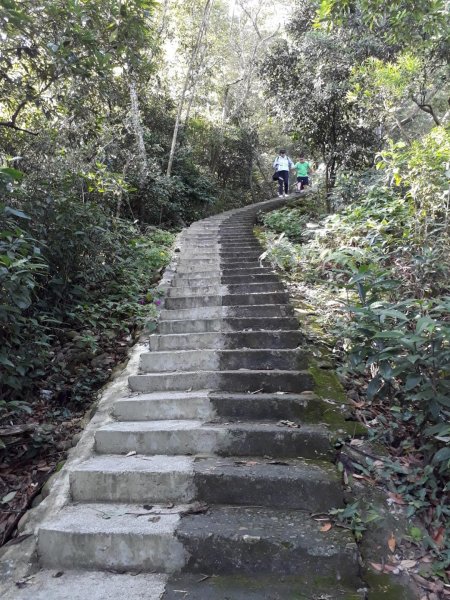 彰化員林臥龍坡環藤山步道20190714629499