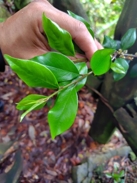 橫沙笛/橫嶺山、沙蓮山、笛吹山2799270