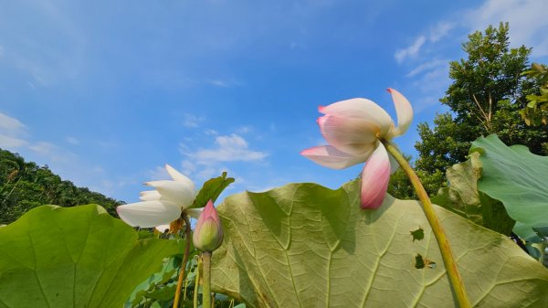 月眉坑瀑布步道.卯澳.雙柑公路2224826