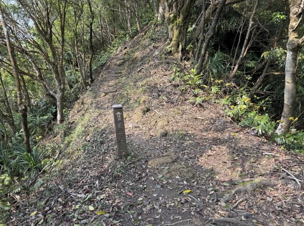 [微笑山線_第八段] 2026_0411 二格山系_炙子頭山3035081