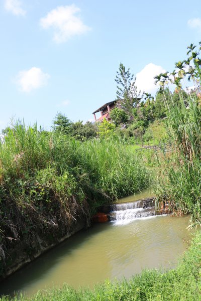 南投魚池~花茶香田園好風光~澀水田頂步道1026746