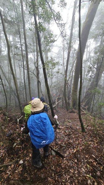 【這樣走波津加也行！】大雪山下波津加進谷關。3025903