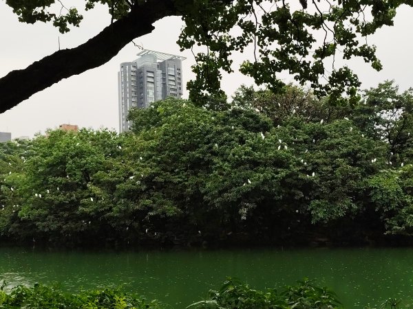 大安森林公園、西門町、象山公園【2025臺北健走趣】2834199