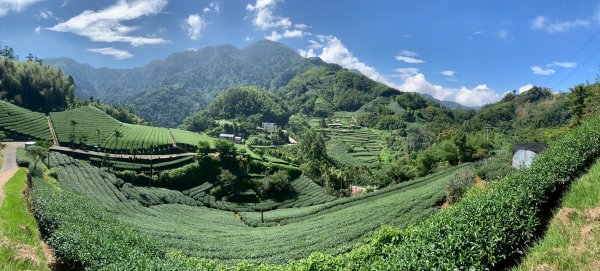 20250816嘉義鼠眉毛O繞2864074