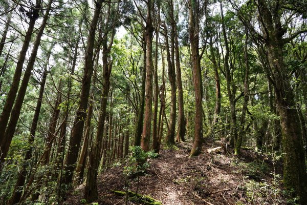 新竹 五峰 油羅山、霞山2798302