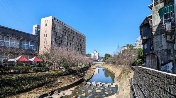 汐止康誥坑溪櫻花2405585