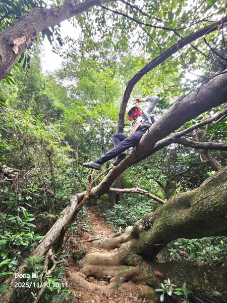 20251110竹北文山步道＆犁頭山稜線步道賞高鐵+大墩山柿園2934051