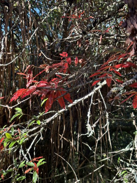 20251225塔山步道(大塔山)2970370