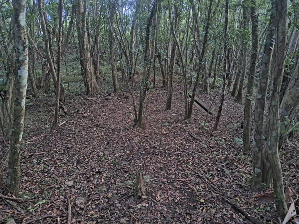 小百岳集起來月眉山步道3113066