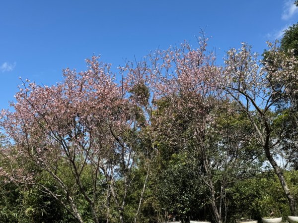 台北縱走第七段 訪獅球山 樟湖山 樟山 炮子林山3016877