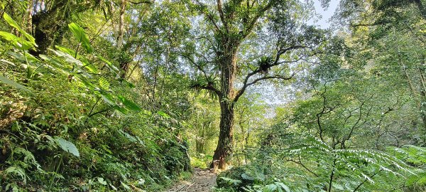2026/02/21-馬胎古道（含二期）3005132
