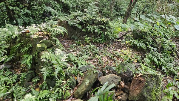 20251210萬里加投山-芎蕉坪古道-北八斗山東南峰-北八斗山-夏綠蒂山-神主嶺-陳明故居2958730