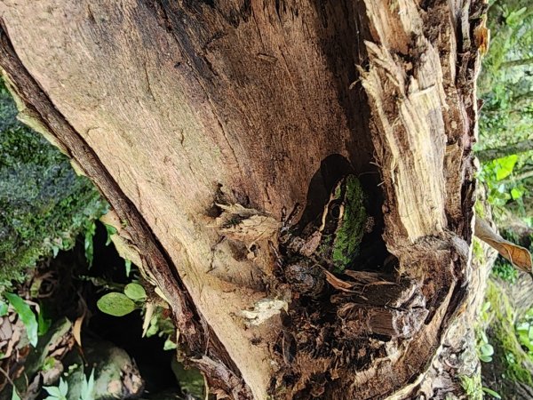 大屯溪古道2974961