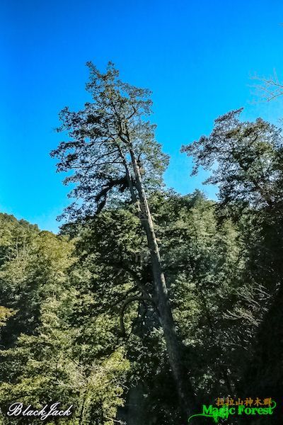 拉拉山巨木群步道288392