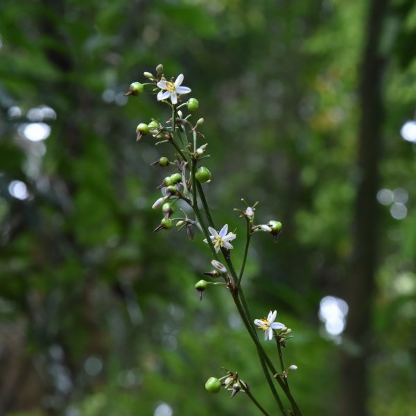 樹林大棟山／小百岳0151408555