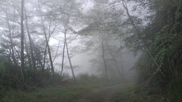 20251010 大雪山國家森林遊樂區 - 船型山林道 登 烏石坑山2911111