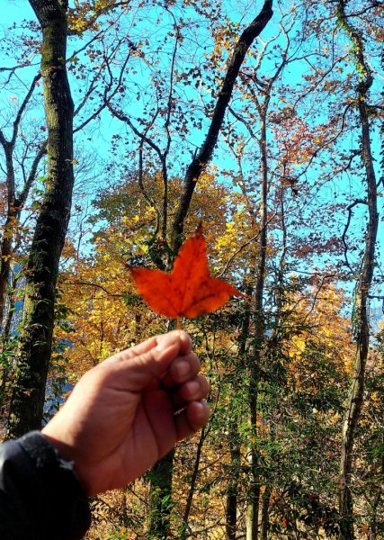 熱血一日霞喀羅賞楓之旅2784999