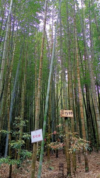 林相優美的臺中長壽山、肥崠山 - 鳶嘴西稜步道1357240