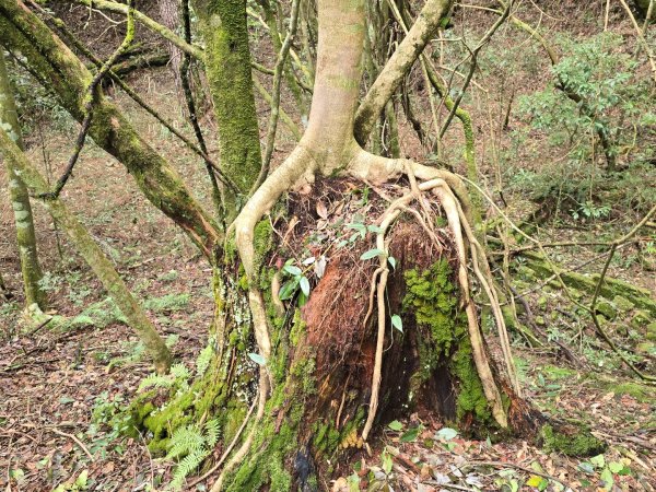 谷關七熊馬崙山2748800