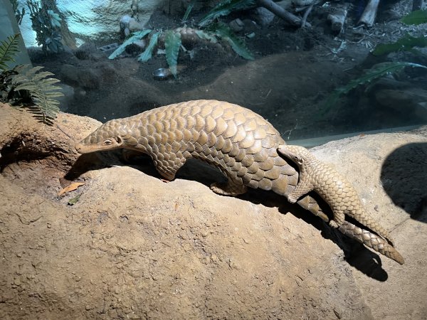 [2024動物園探險隊] 2024_0908_臺北市立動物園(祖父母節)2590232