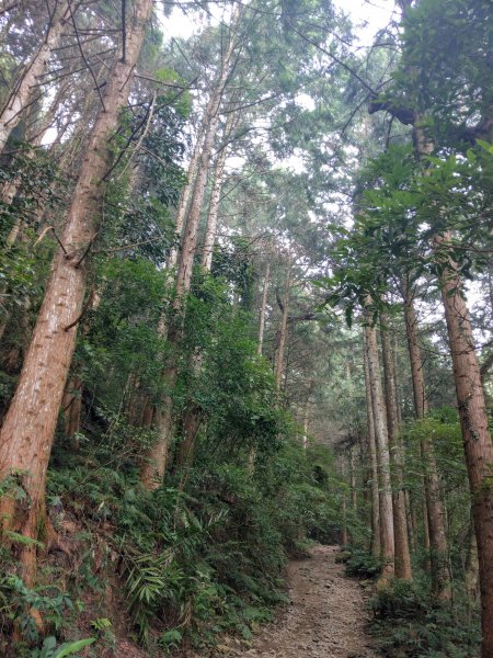 香杉秘境@長壽山：還有孟宗竹林及柳杉混合林、加碼夫妻樹1480554