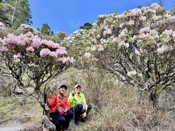 小奇萊賞杜鵑趣--與高山杜鵑的約定    2026.4.28