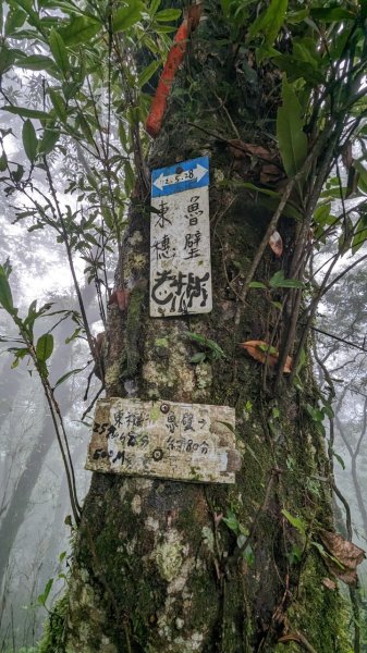 113.06.01魯壁山-東穗山之旅2529899
