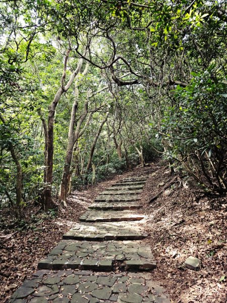 漢卿步道/秀才步道-2025森遊竹縣皮皮獅探險隊2890068