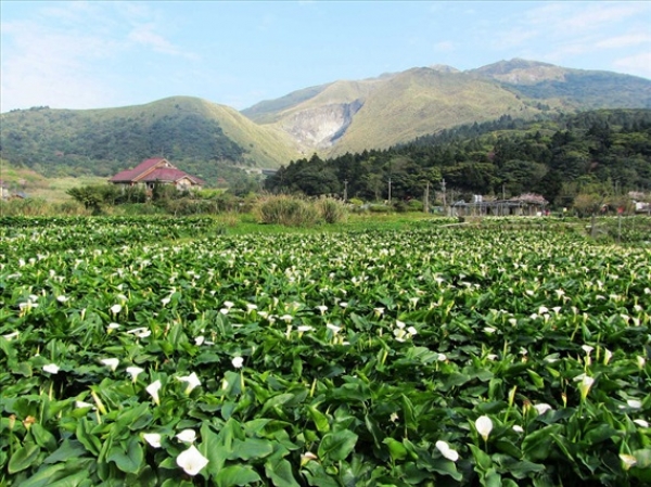 【路線】陽明山竹子湖海芋步道