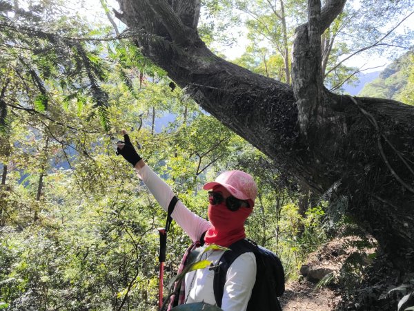 谷關七雄八仙山、加保台山1890606