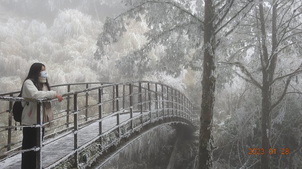 霧茫茫雪白冰封世界-太平山首度追霧淞成功202301282009626