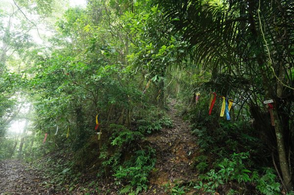 苗栗 大湖 金童山、玉女山、汶水山2806914