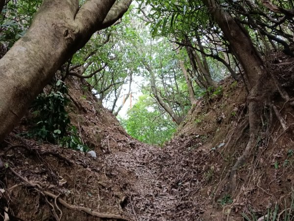 貢寮區蚊子坑古道+和美池+和美山+北勢坑古道2990876