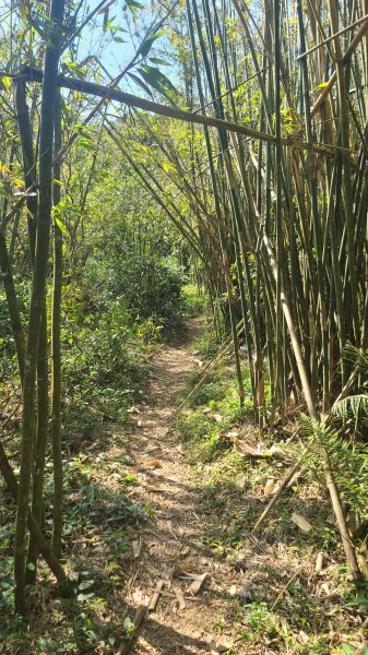 2025-0130溪和宮-大崎頭步道-鵝尾山-平溪步道-鵝尾山水田-42巷-溪山百年古圳-平菁步道2701864