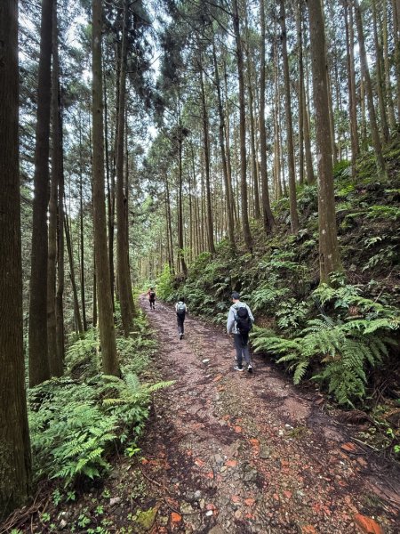 鵝公髻山-迷霧森林2768512