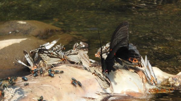 陽明山趴趴走，又到了賞蝶趣的季節 #褐斑毒蛾幼蟲2480559
