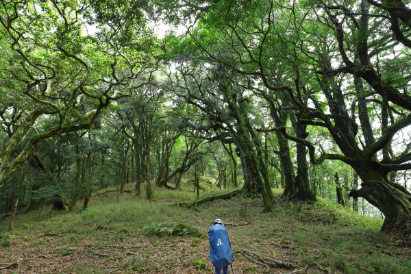 阿里山三霞 -- 楠梓仙溪左岸 南霞山1490252