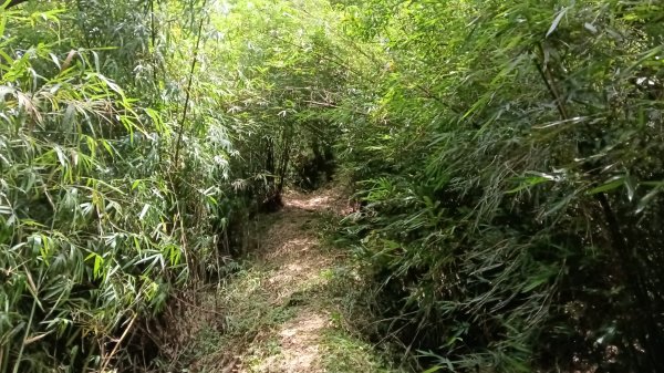 基隆市三角洲嶺山-三角洲嶺北峰-池塘-獅球嶺東砲台山-獅球嶺-獅球嶺北峰-劉銘傳隧道3067311