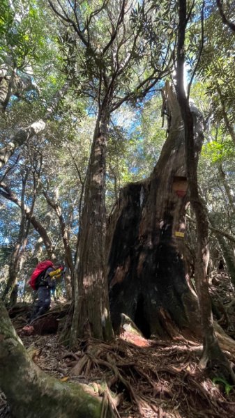 塔魔巴2天1夜來回/復興尖-四稜溫泉2357266