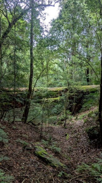 鎮西堡巨木步道群 (B區)2861191