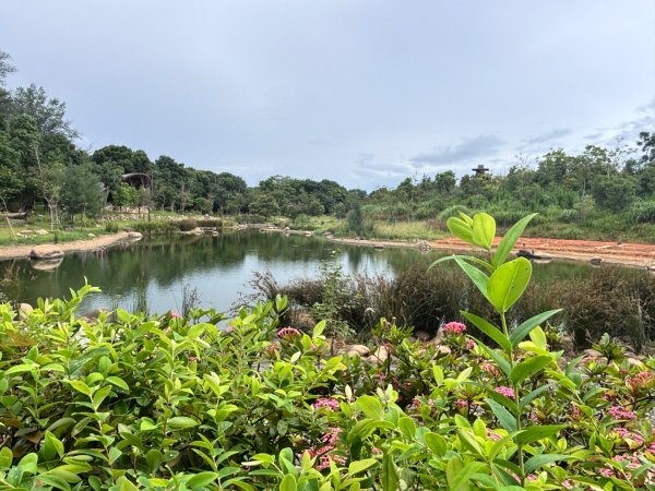 20250720大湳森林公園2843927