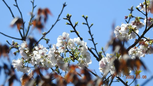 春暖花開，鳥語花香1633875