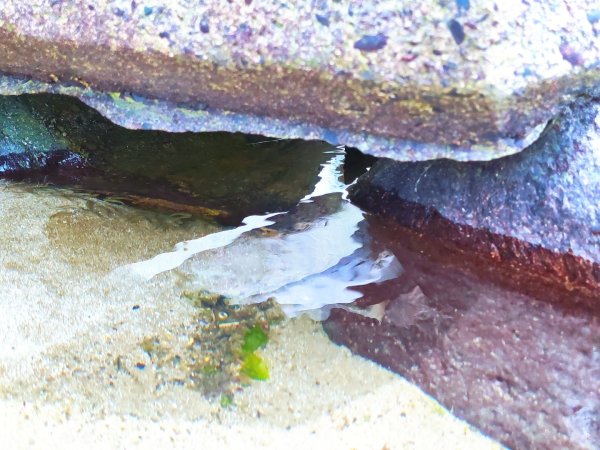 富貴角燈塔老梅綠石槽2781667